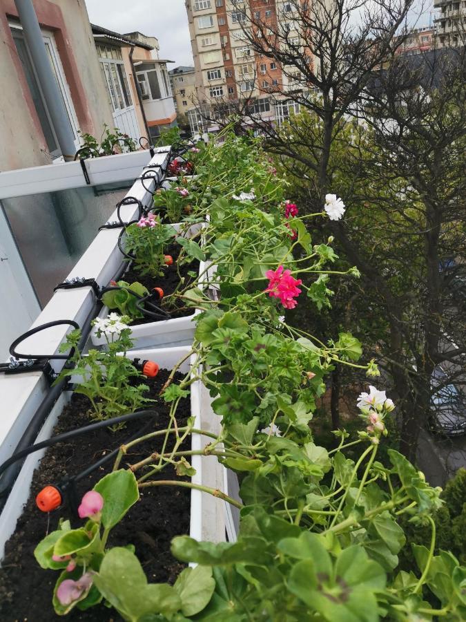 Bloom Box Apartments Craiova Exterior photo